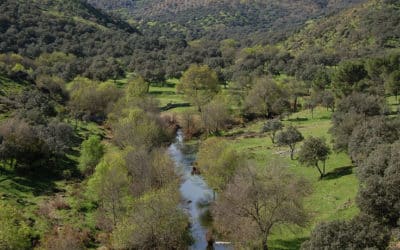 Mediterranean Forest Restoration Certification Pilot