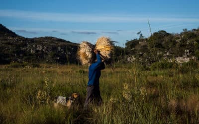 Biodiversity protection in Brazil. Land and income for traditional communities in the Cerrado region