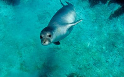 Integrating Marine and Cultural Conservation for Ecosystem Connectivity in Gökova Bay and Datça/Bozburun Peninsulas