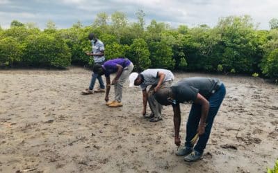 Promote mangrove participatory conservation in Mecufi and Metuge coastal area, Mozambique