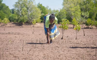 Restoration of mangroves in the northern part of the Manambolo-Tsiribihina landscape (Madagascar)