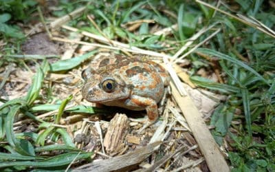 Building a Safe Space for the Italian Spadefoot in the Ticino River Landscape