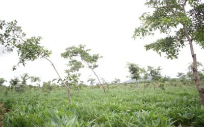 Capacity building for forest landscape restoration implementation in Malawi and Sri Lanka