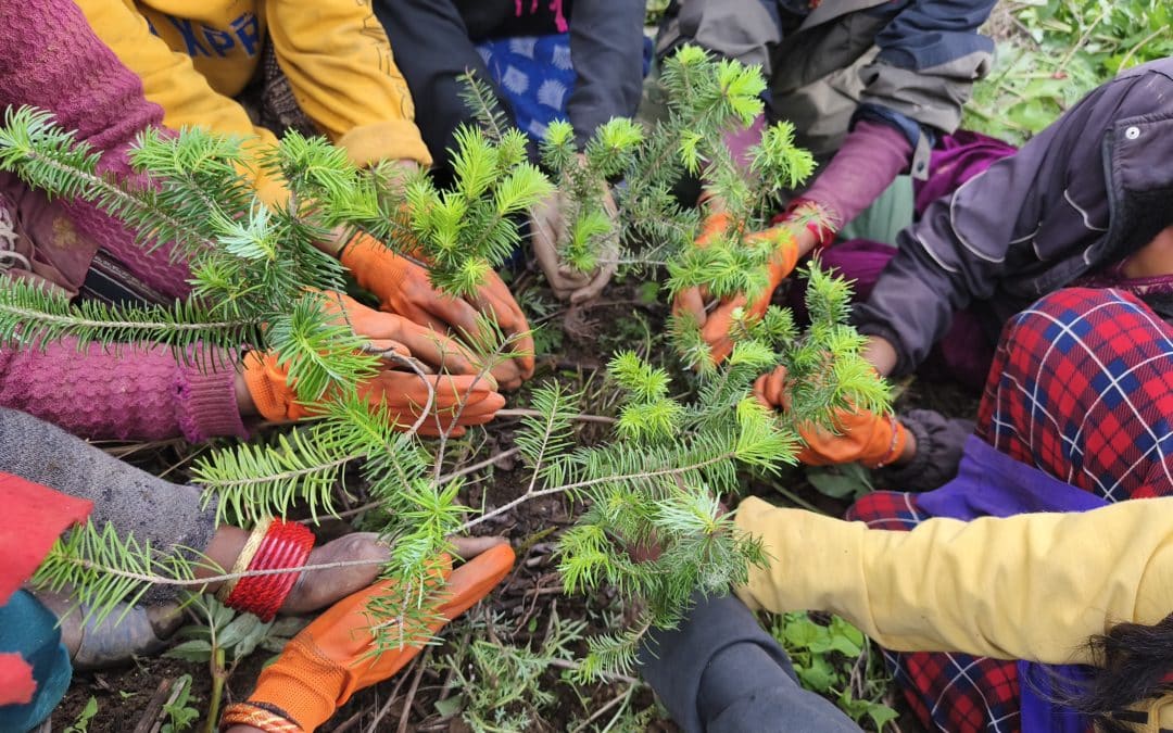 Restoration of Critical Forest Corridors in Western Nepal