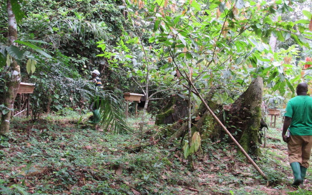 Community-Based Conservation of Forest Elephants and Their Habitats in Campo Ma’an National Park