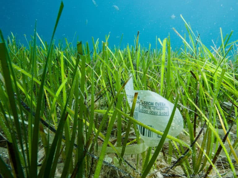 BeMed ©Fish eye production