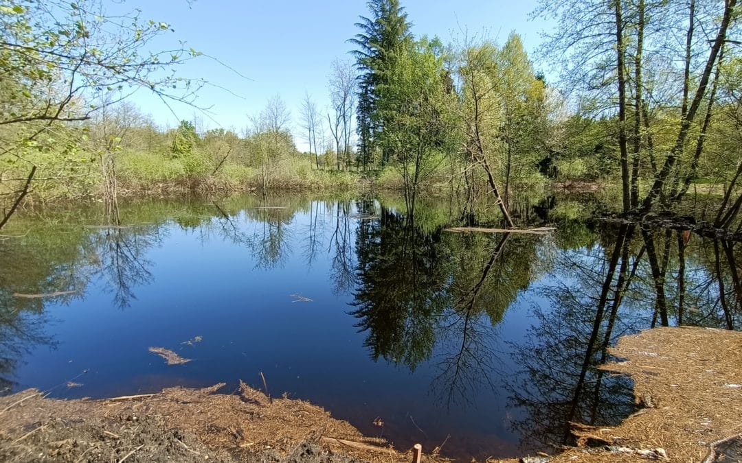 Building a Safe Space for the Italian Spadefoot in the Ticino River Landscape