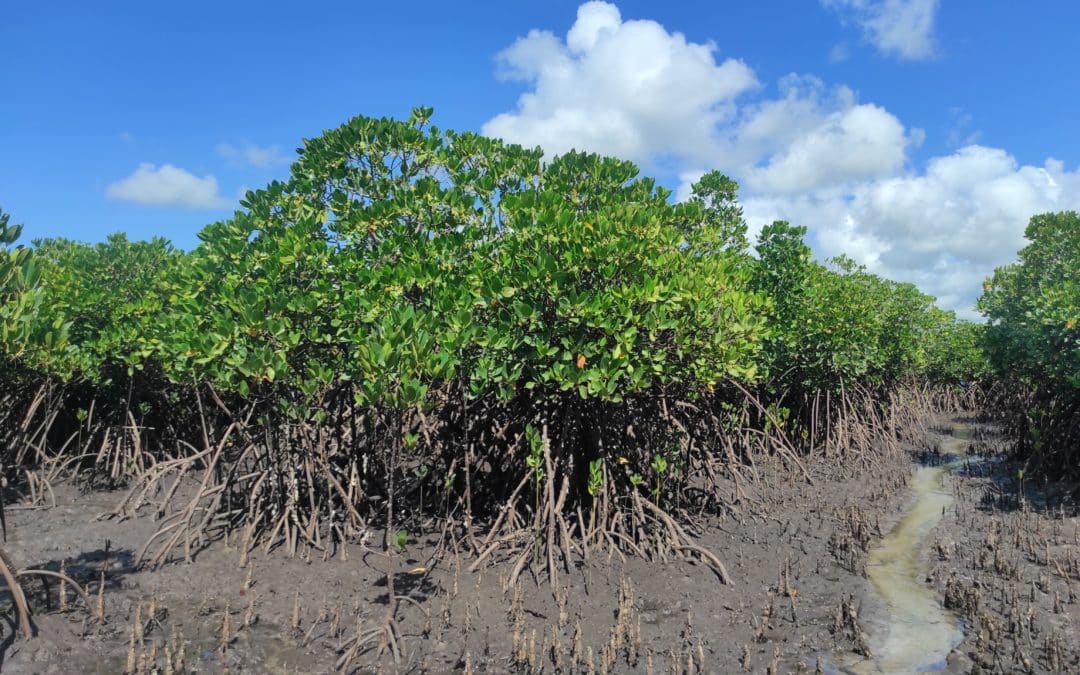 Regenerative bivalve farming for resilient mangrove and coral reef habitats in northern Mozambique